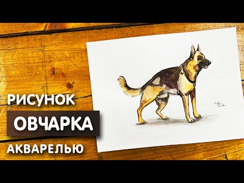 Видео: Как нарисовать Немецкую овчарку карандашом и акварелью | Рисунок собаки поэтапно и легко для детей