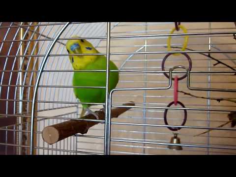 Видео: ЛИНЬКА у ПОПУГАЯ//Уход за волнистым попугаем//Попугай во время линьки