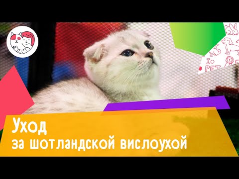 Видео: 6 особенностей ухода за шотландской вислоухой кошкой