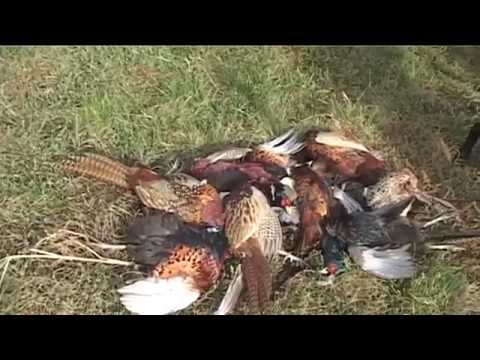 Видео: Охота в Молдове на фазана 2011.mpg