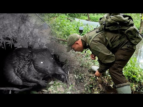 Видео: Бобр дуреет с этой приманки. Тихая охота на огромного речного бобра. В гостях у короля грызунов.