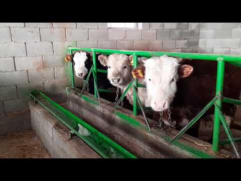 Видео: Откорм быков. 30.12.2020 г.