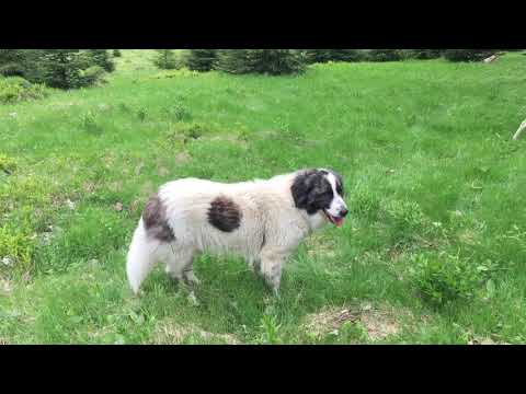 Видео: С какой собакой лучше пасти коз?
