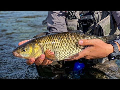 Видео: Утренняя раздача голавля в июле, эта приманка творит чудеса🤩