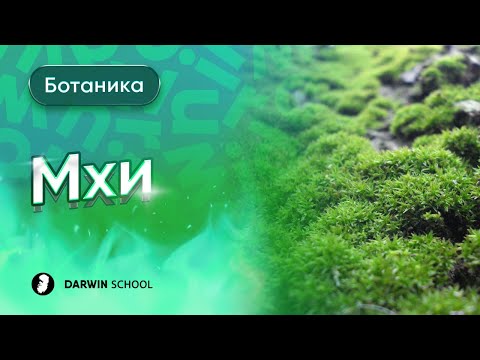 Видео: Тема №13: мохообразные