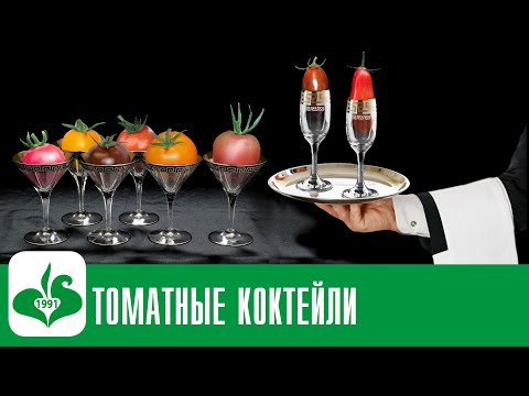 Видео: ЛУЧШИЕ КОКТЕЙЛЬНЫЕ ТОМАТЫ ОТ СЕМКО! НЕПОВТОРИМЫЙ ВКУС!