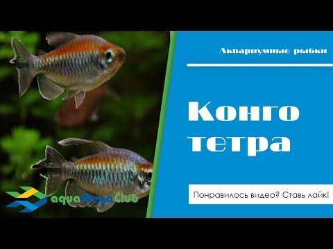 Видео: Конго тетра (радужная) - невероятно красивая аквариумная рыбка