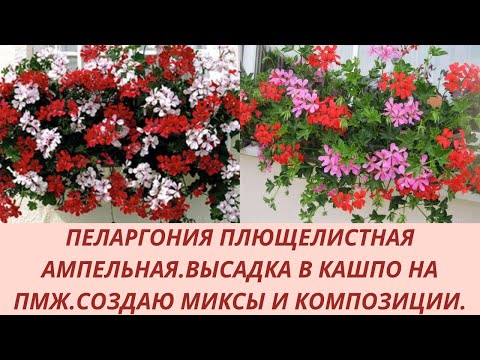 Видео: Пеларгония плющелистная ампельная. Высадка в кашпо на ПМЖ. Создаю миксы и цветочные композиции.