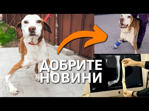Видео: Добрите новини за куче ВЕЛИН #animalrescuesofia  #dogrescue