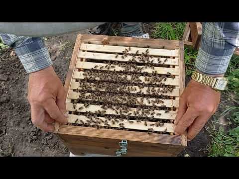 Видео: Альпійський вулик Н-108 по-тернопільськи частина 2