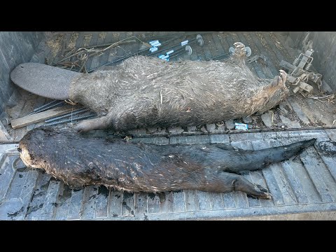 Видео: На линии ловушек с TRAPPER J, эпизод 8 (отмечен в Айове)