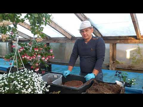 Видео: Сохраняем ипомею батат и вегетативные патио георгины клубнями