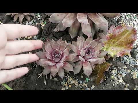 Видео: Семпервивум, который вызывает у меня восторг 🤗☺️🌸. Уличные седумы готовятся к цветению💐