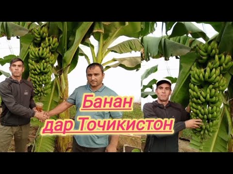 Видео: Банан 🍌 Ананас🍍 дар Тоҷикистон. дар як моҳ 370 дона як ниҳол 1800 сомон фоида