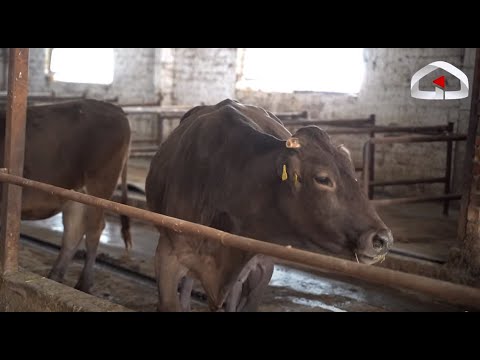 Видео: Асыл тукум уйларды баккан фермердин тажрыйбасы | АГРО ЧАРБА көрсөтүүсү