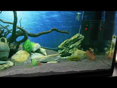 Видео: Геротиляпия мультиспиноза. Те самые мальки... )) 15.10.2025