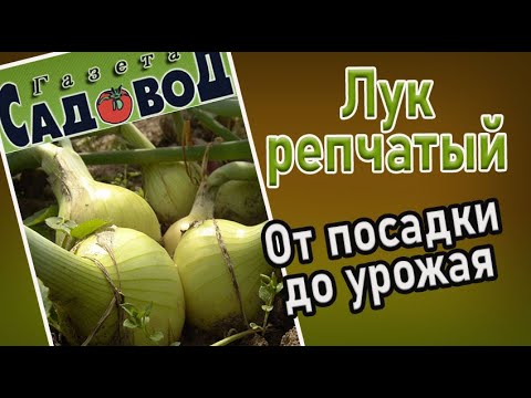 Видео: ЛУК РЕПЧАТЫЙ: от посадки до урожая