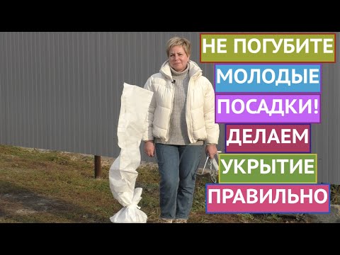 Видео: САЖЕНЦЫ МОГУТ НЕ ПЕРЕЗИМОВАТЬ, ЕСЛИ УКРЫТЬ ИХ ПЛОХО!