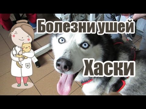 Видео: Болезни ушей, Хаски на приеме. Советы ветеринара