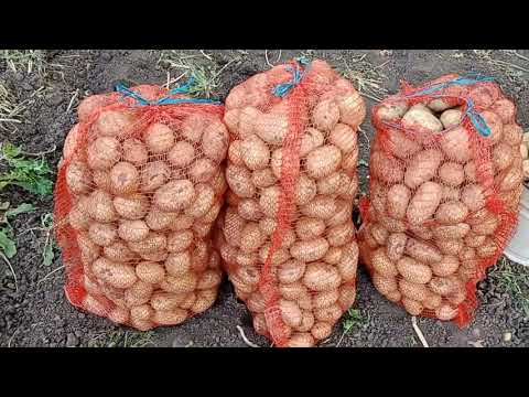 Видео: HUTER 7800P & КАРТОФЕЛЕКОПАЛКА