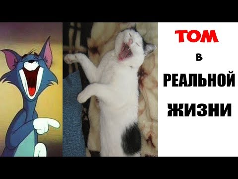 Видео: Лютые приколы . ТОМ В РЕАЛЬНОСТИ  .Угарные мемы