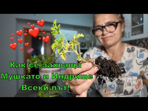 Видео: Размножаване на Мушкати и Индрише от резници