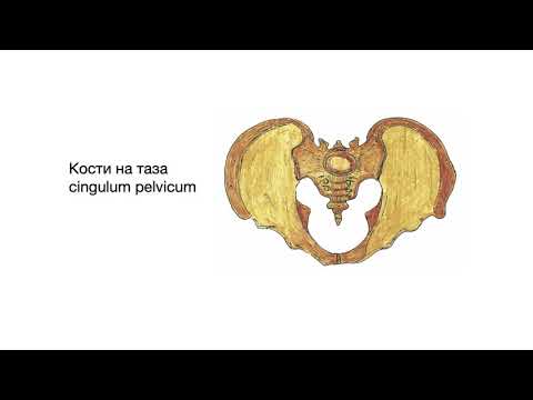 Видео: Кости на таза – Cingulum pelvicum (6:16) ┃teoriyata.com