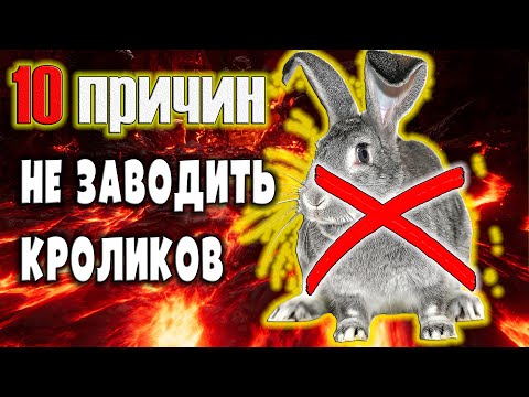Видео: 10 причин не заводить кроликов