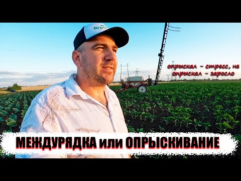 Видео: Междурядная культивация или опрыскивание подсолнечника. Экономический порог вредоносности