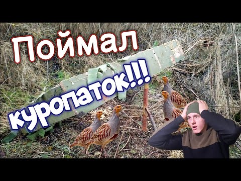 Видео: ПОЙМАЛ КУРОПАТОК В ЛОВУШКУ! Охота на фазана и куропатку ловушками