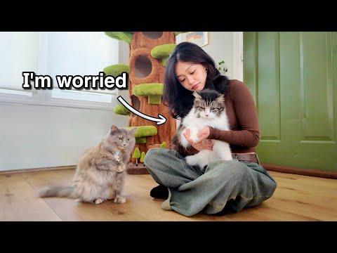 Видео: Мы взяли из приюта пожилую кошку, и вот тут случилось ЭТО