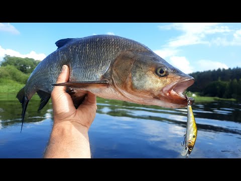 Видео: Жерех летним жарким днем