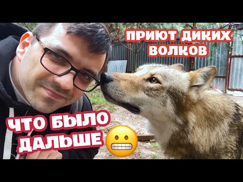 Видео: Приют ДИКИХ ВОЛКОВ. Что было дальше?