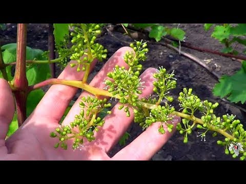 Видео: Цветение ВИНОГРАДА. Как ИЗБЕЖАТЬ ГОРОШЕНИЯ
