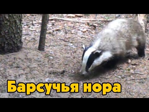 Видео: 01 - ЛЕСНАЯ ЖИЗНЬ - БАРСУЧЬЯ НОРА