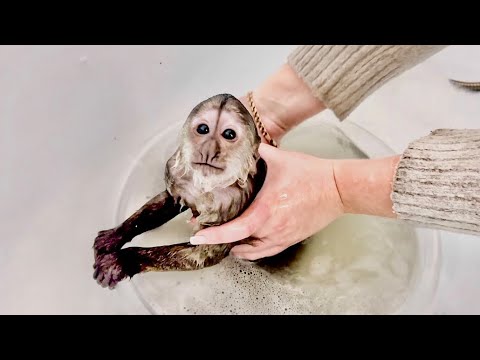 Видео: Мы купаем Финика, но ему это ВСЕ НЕ НРАВИТСЯ и он просто В ВОЗМУЩЕНИИ!