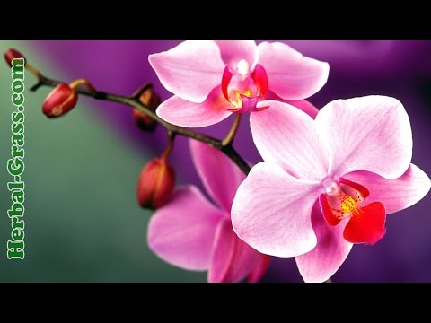 Видео: Орхидеи, виды орхидей -  плотоядное растение хищник, купить семена орхидей