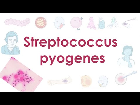 Видео: Streptococcus pyogenes - микробиология