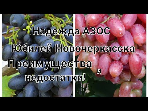 Видео: Надежда АЗОС!Юбилей Новочеркасска!Обзор сортов винограда!Преимущества и недостатки.