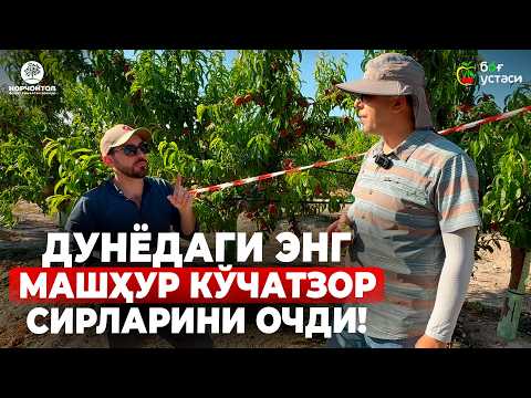 Видео: "ТУПРОҚ ТАНЛАМАС" ЭРТА ПИШАР ЯНГИ ШАФТОЛИ НАВЛАРИ ! "ПСБ" x "НОРЧОНТОЛ"  | ШУҲРАТ АБРОРОВ #shaftoli
