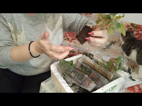 Видео: агро Виола посылка