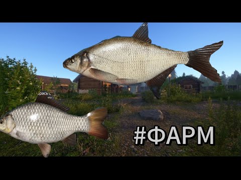 Видео: Играем в рр4 проверяем посты из тг на лещя и карася