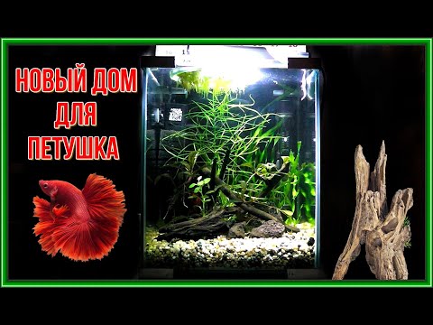 Видео: Нано аквариум на 20 литров. Новый домик для петушка. Betta Fish in new house.
