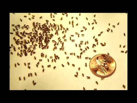 Видео: Как избавиться от мошек в доме и на кухне