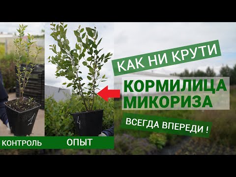 Видео: Мощь работы Кормилицы Микоризы в известном питомнике «Парк Сервис» просто поражает!