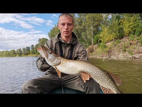 Видео: ЗАКИНУЛ ПРИМАНКУ В ДРОВА, А ТАМ Щука, Судак, Крупный Окунь! Рыбалка мечта!