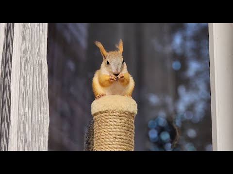 Видео: Чем могут быть опасны дикие грызуны, а конкретно белки!?Одомашнивание.🐿️Why are squirrels dangerous?