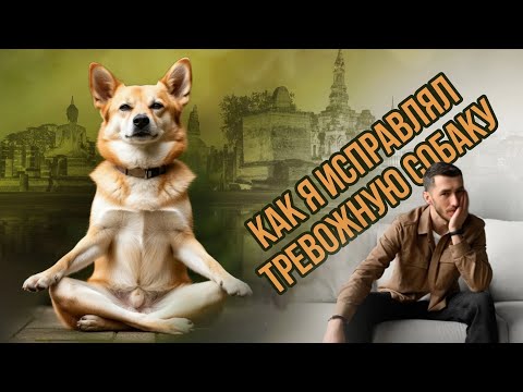 Видео: Как я исправил трусливую собаку! КОРРЕКЦИЯ поведения собаки. ТРЕВОЖНАЯ собака, как с ней работать.