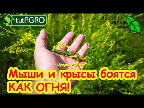 Видео: НАРВИТЕ СЕЙЧАС ЭТО РАСТЕНИЕ ПУЧКАМИ! Лучший народный метод как избавиться от крыс и мышей.