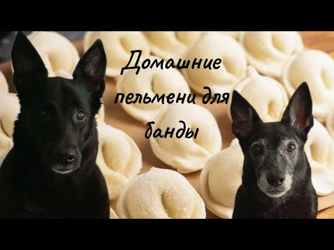 Видео: mamdogs в прямом эфире!
